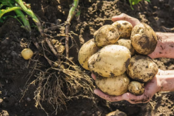 <b>科罗拉多甜土豆怎么培育种子和进行催芽?</b>