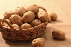 科罗拉多甜土豆有什么形态特点，对生长环境有什么要求?