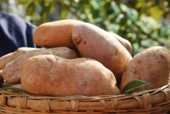 <b>土豆的常见品种有哪些，有什么特点?</b>