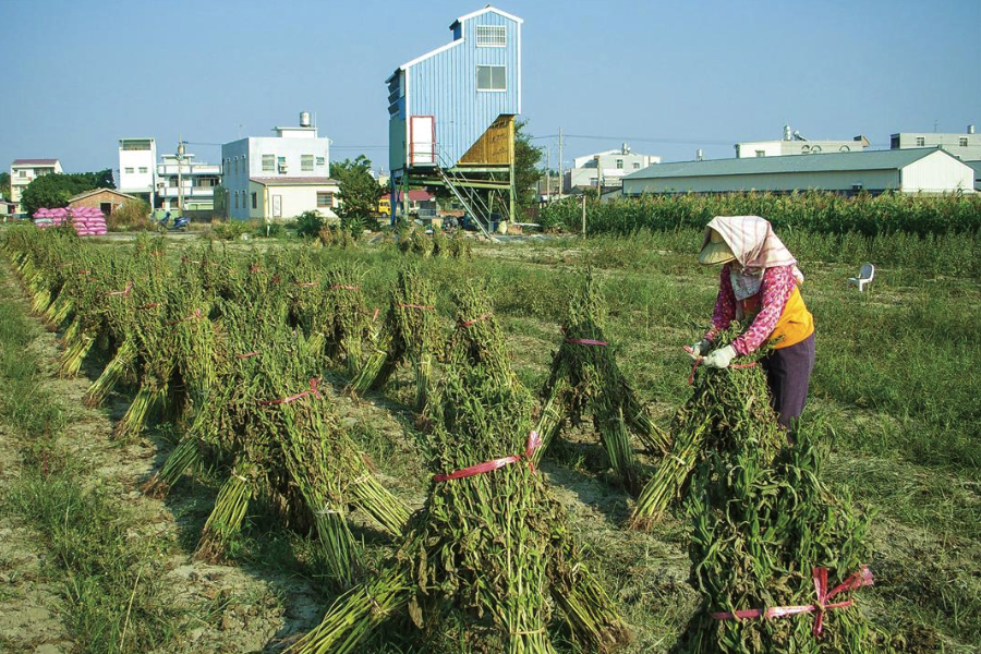 胡麻油有哪些营养价值和经济价值？