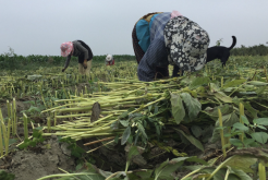 <b>胡麻油是什么植物油，怎么榨取的？</b>