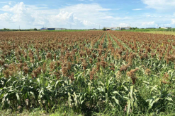 约翰逊草怎么进行根茎繁殖，需要准备什么?