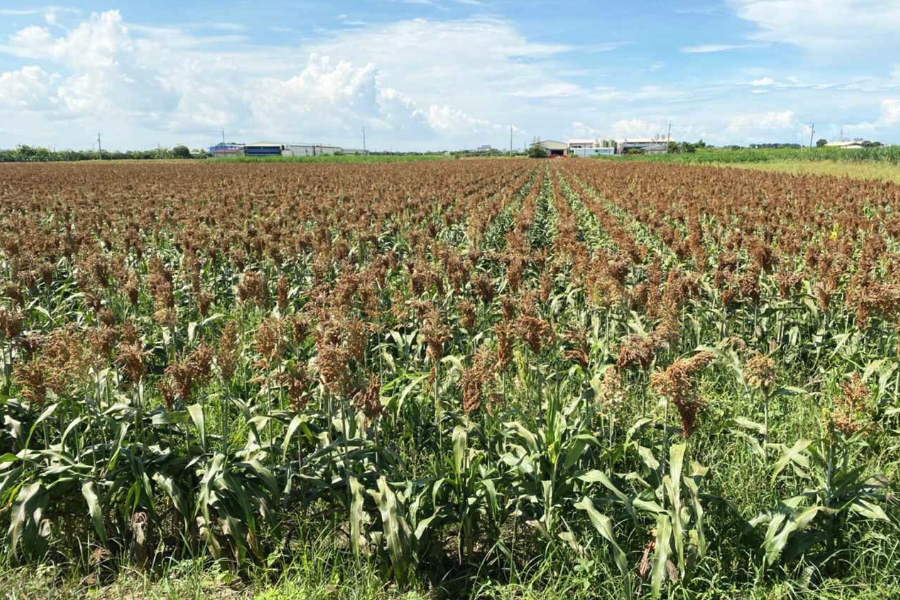 约翰逊草怎么进行根茎繁殖，需要准备什么?