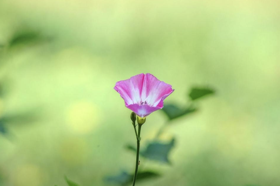 田旋花分布在哪些地区,有哪些生态习性?