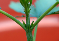 大白菜腋芽怎么进行培养?