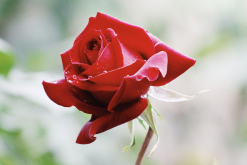 <b>玫瑰的香味为什么有助于治疗扁桃体炎？</b>