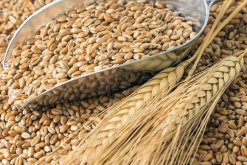 小麦在干热风的胁迫下对光合作用有哪些影响？