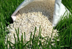 宝铎草怎么进行基肥和施肥?