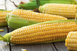 <b>风害对玉米叶片光合作用有什么影响？</b>