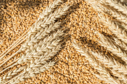 <b>大风地区对小麦叶片蒸腾作用有哪些影响？</b>
