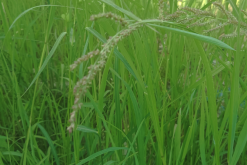 <strong>稗草可以作为牛羊饲料吗，有什么营养价值？</strong>