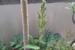 <strong>稗草对生长环境有哪些要求，花期在什么时候？</strong>