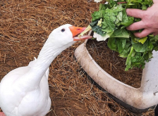 <strong>稗草加入鹅饲料有哪些好处?</strong>
