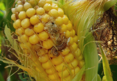 <b>玉米螟的防治方法有哪些，需要注意什么?</b>