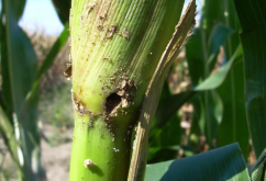 <b>玉米螟幼虫对玉米茎杆有哪些影响?</b>