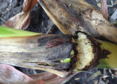<b>玉米茎腐病对茎杆的强度有什么影响?</b>