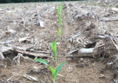 <strong>玉米的种植密度控制在多少可以减少倒伏?</strong>
