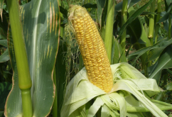 <strong>施肥可以减少玉米的倒伏吗，有哪些作用?</strong>