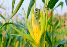 <b>玉米种植高密度对产量有哪些影响?</b>