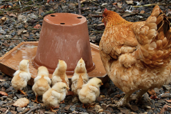 肉鸡培养纯系父本品种鸡哪些好？
