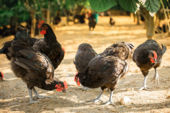 <b>肉鸡繁殖对母鸡的选择有什么要求？</b>