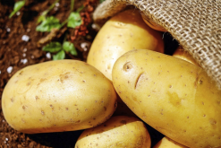 马铃薯怎么选择原生质体？