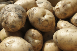 马铃薯花药培养加入活性炭对雄核发育有哪些作用？