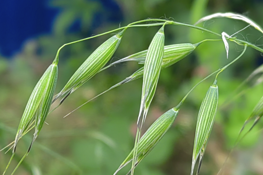 野燕麦怎么用农药消灭，需要注意什么？