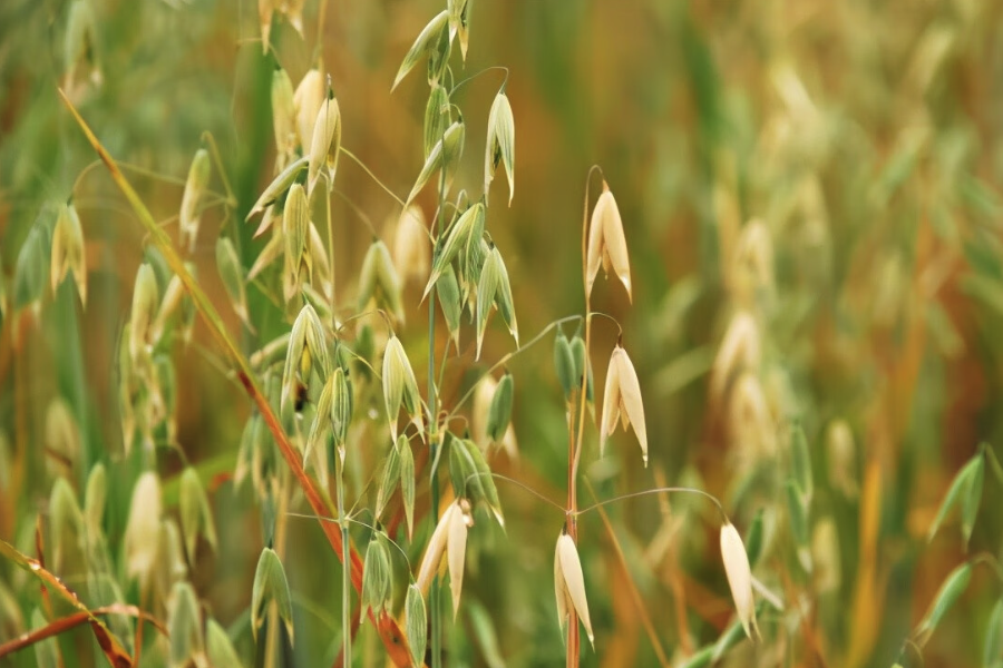 野燕麦怎么用农药消灭，需要注意什么？