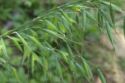 <strong>野燕麦出现白粉病是什么原因？</strong>