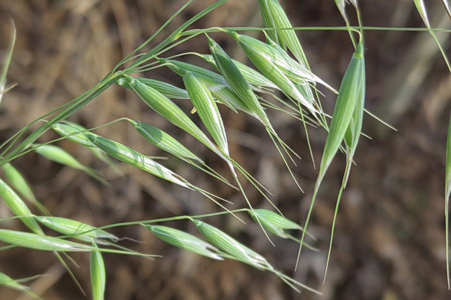 野燕麦的常见病虫害有哪些？