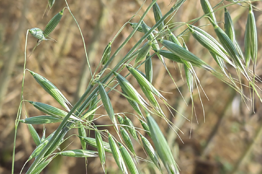 野燕麦的栽种方法和注意事项？