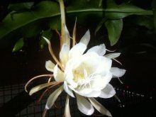 <strong>昙花家庭养护精点解析</strong>