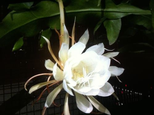 昙花家庭养护精点解析