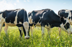 牛的消化系统是怎么运行的?