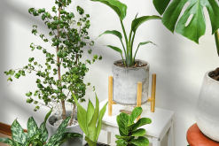 <strong>植物原生质体培养和细胞组织培养的区别?</strong>