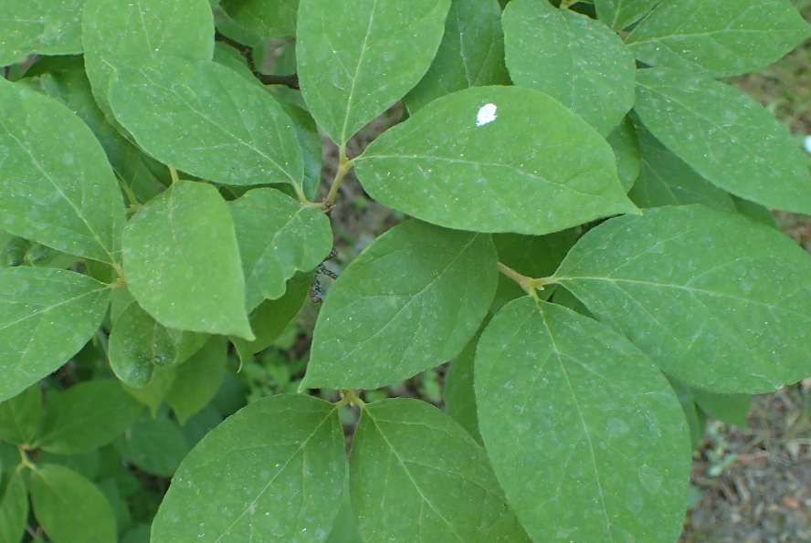 根癌农杆菌对双子叶植物有什么影响?