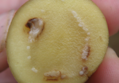 马铃薯萎蔫病是什么原因形成的，怎么治疗?