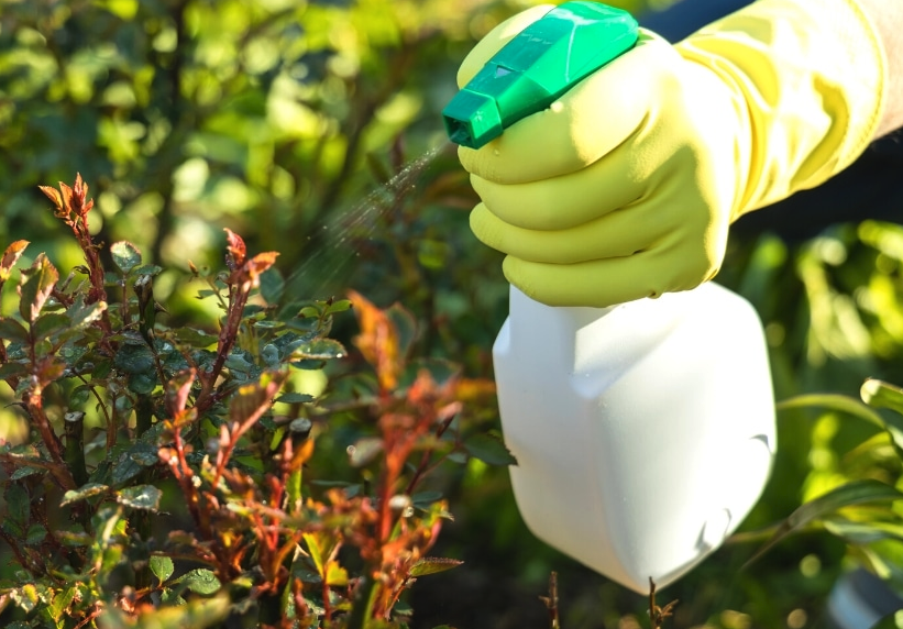 肥皂水可以消灭高加索轮蜂菊的蚜虫吗?