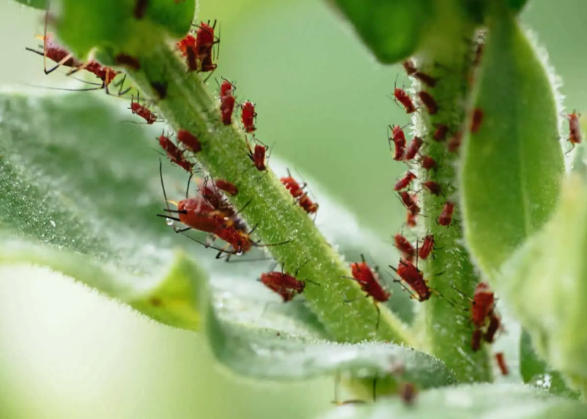 高加索轮蜂菊怎么消灭蚜虫，有哪些方法?