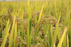 巴斯马蒂稻怎么进行基肥和追肥？