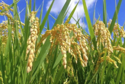 <b>巴斯马蒂稻怎么培育种子和进行移栽？</b>