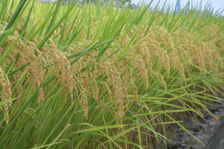 巴斯马蒂稻的种植方法和注意事项介绍？