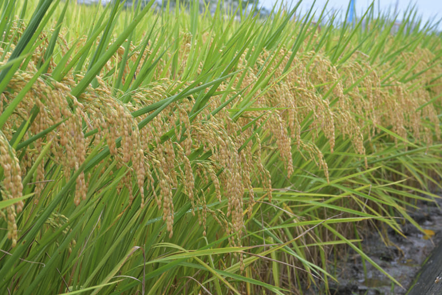 巴斯马蒂稻的种植方法和注意事项介绍?