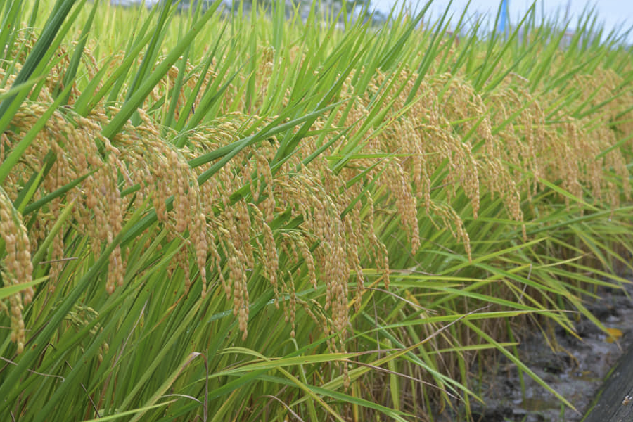 巴斯马蒂稻的种植方法和注意事项介绍？