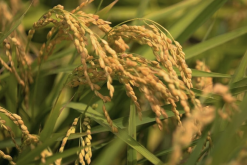 <b>巴斯马蒂稻的经济价值和营养价值怎么样？</b>