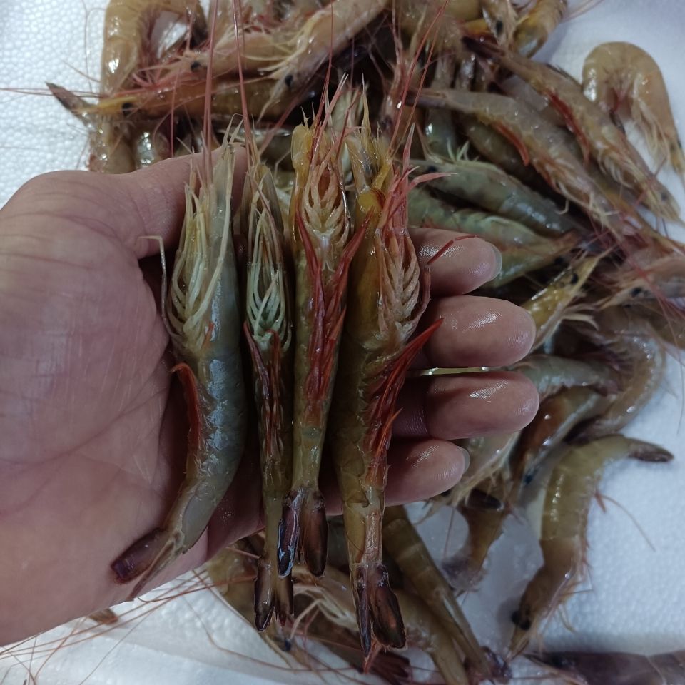 虾抽筋不一定是缺钙，可能是中毒、鲤病引起！