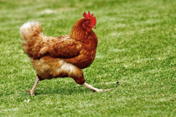 <b>大麦饲喂鸡的效果怎么样，有什么营养?</b>