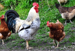 <b>鸡饲料中硫酸亚铁可以抵抗棉酚的危害吗?</b>