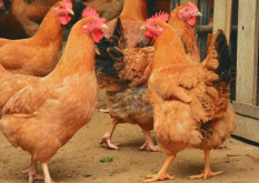 <b>棉仁饼中的棉酚对鸡的生殖能力有什么影响?</b>